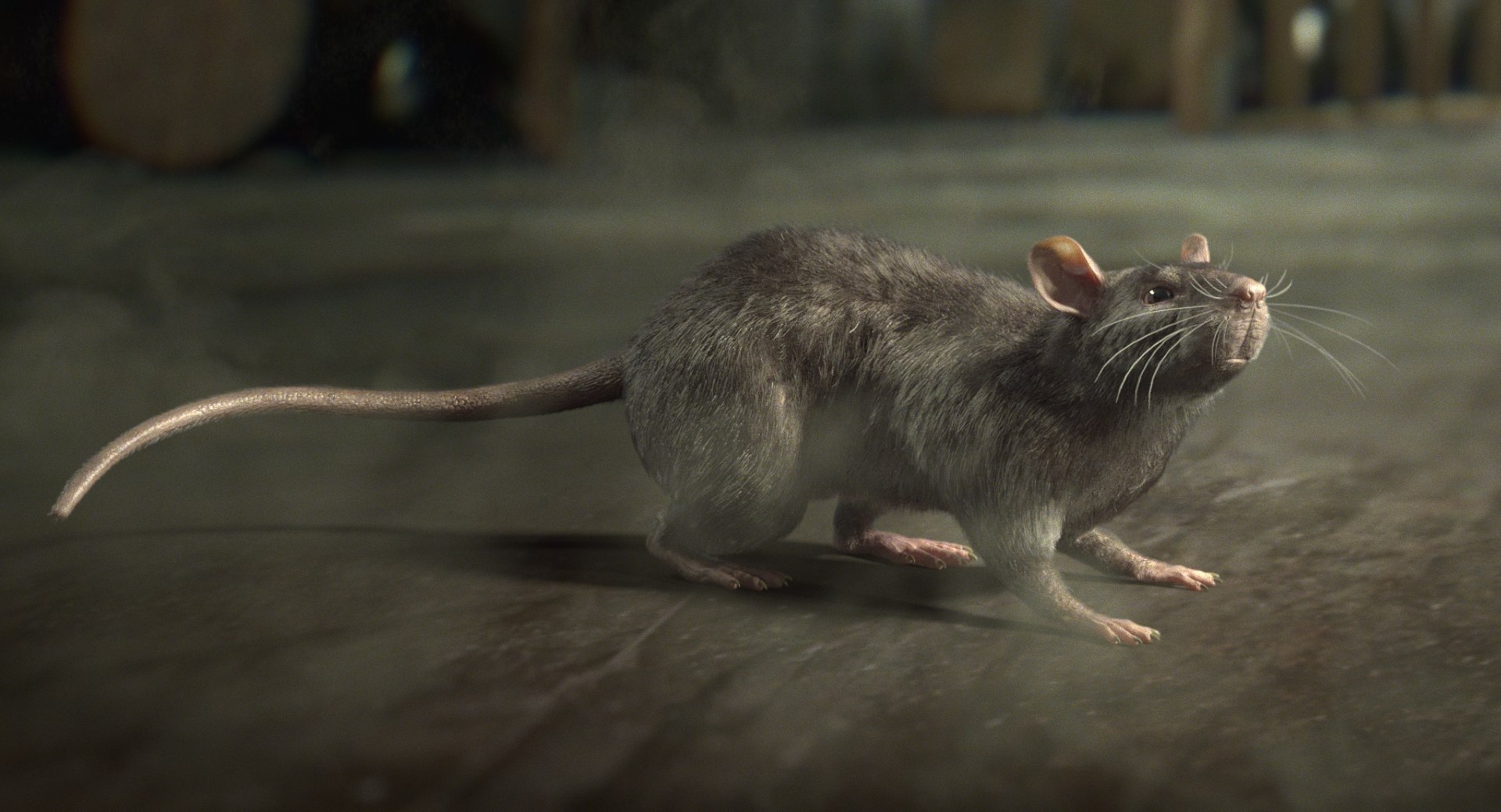 3D Rat Fur Houdini model https://p.turbosquid.com/ts-thumb/JU/j7xucy/32/stil01/jpg/1765972904/1920x1080/fit_q87/7e27f4286fcbf9761cef7ae77ccf095c58464c0c/stil01.jpg