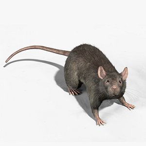 3D Rat Fur Houdini model