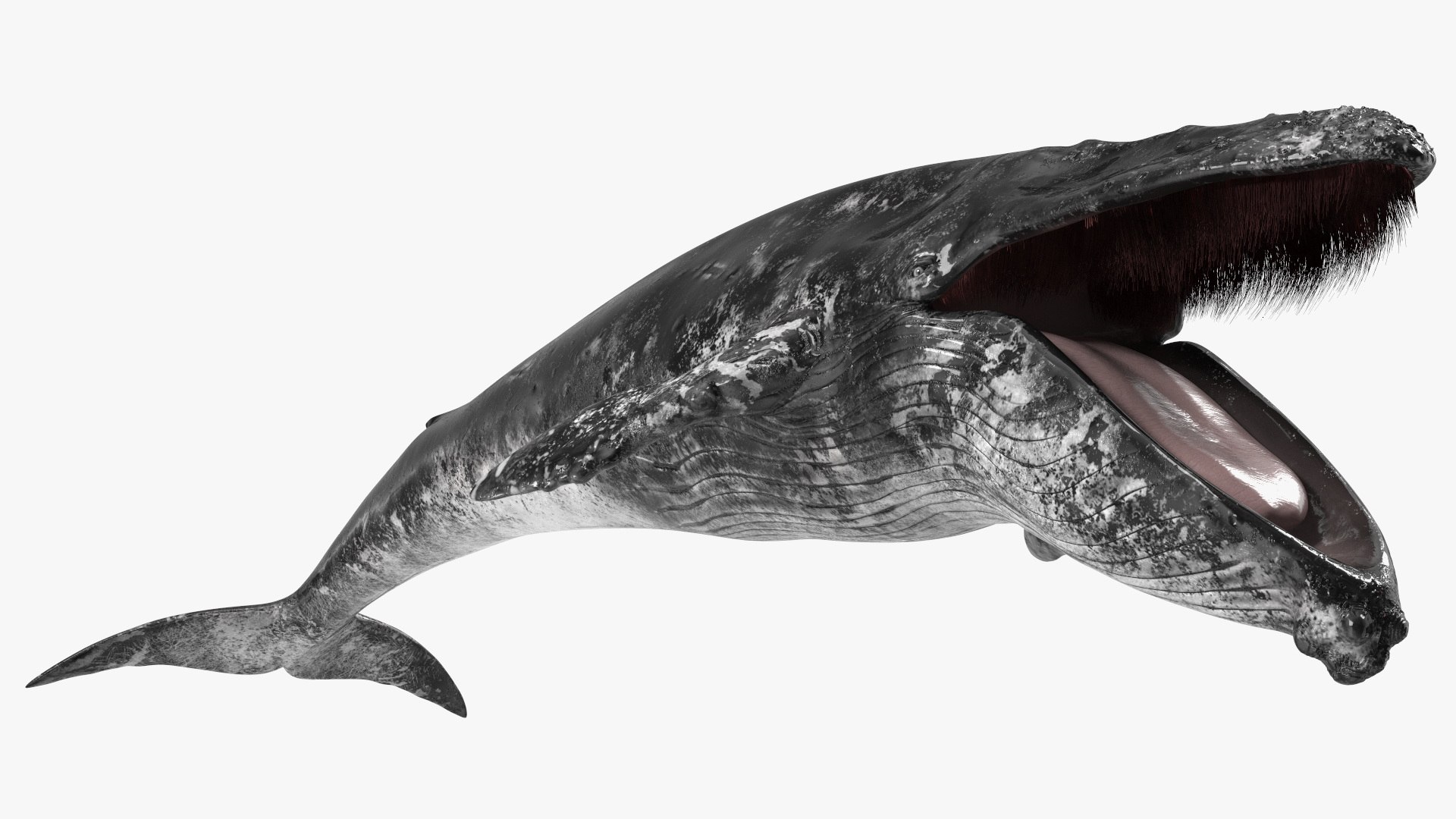 Old Blue Whale Fur Rigged 3D model - TurboSquid 2063011