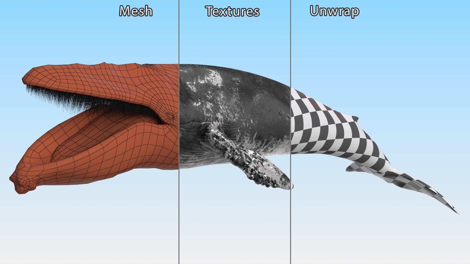 Old Blue Whale Fur Rigged 3D model - TurboSquid 2063011