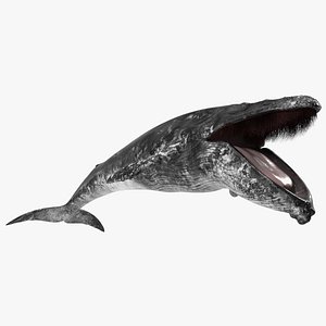 Old Blue Whale Fur Rigged 3D model