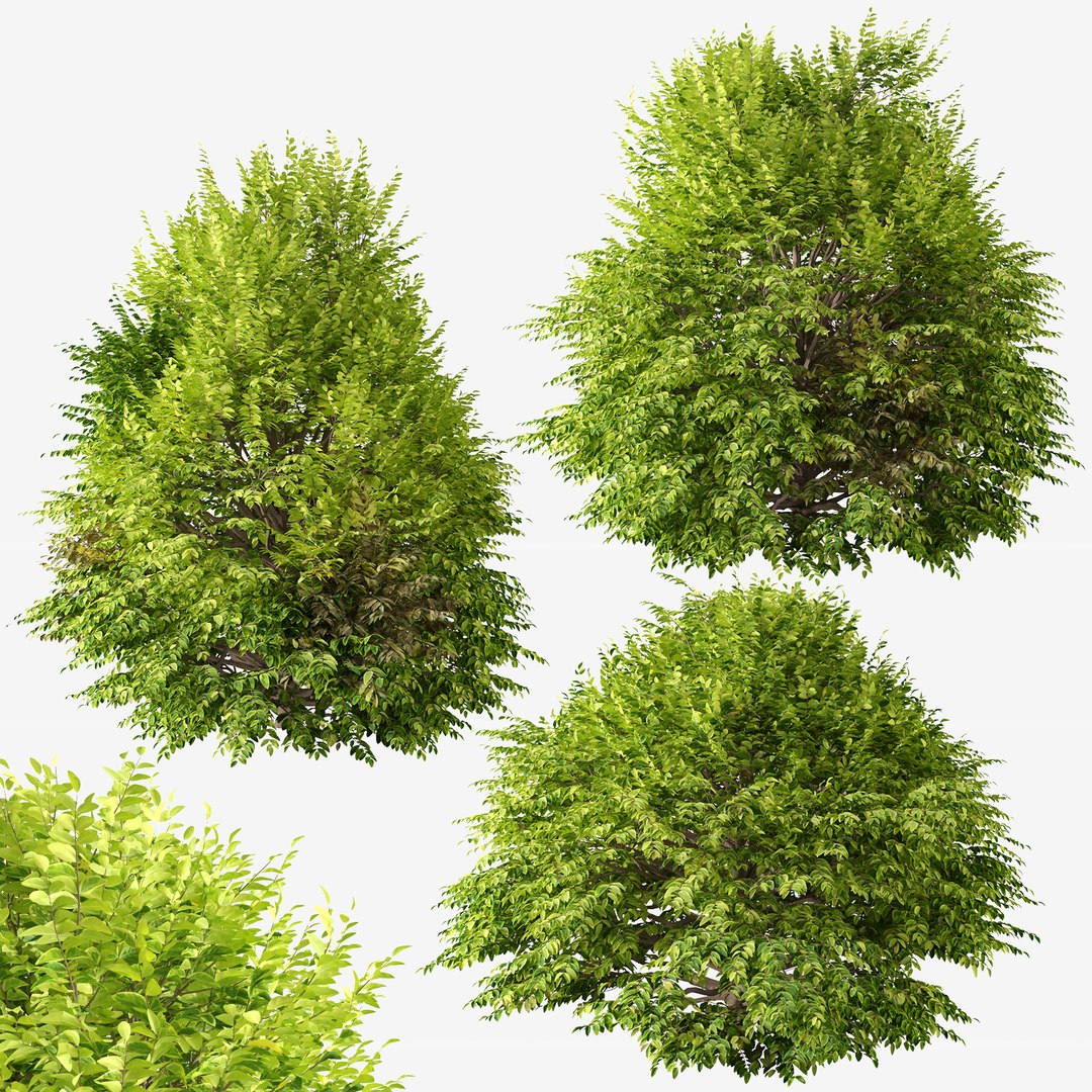 Set Of Golden Privet Or Ligustrum Ovalifolium Shrubs 3D Model ...