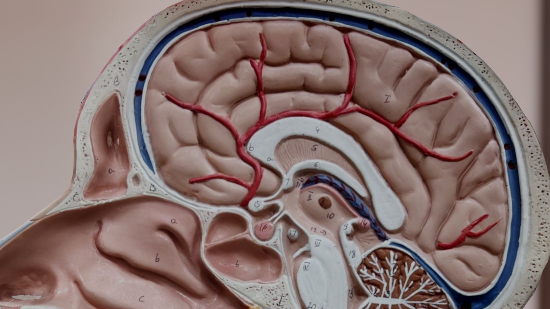 Anatomical Head Model 3D Model TurboSquid 1997694