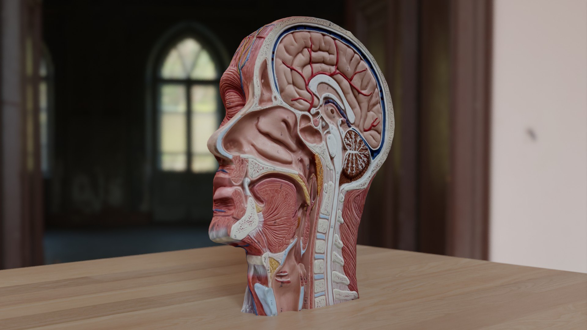 Anatomical Head Model 3D Model TurboSquid 1997694