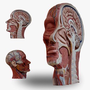 Anatomical Head Model 3D model