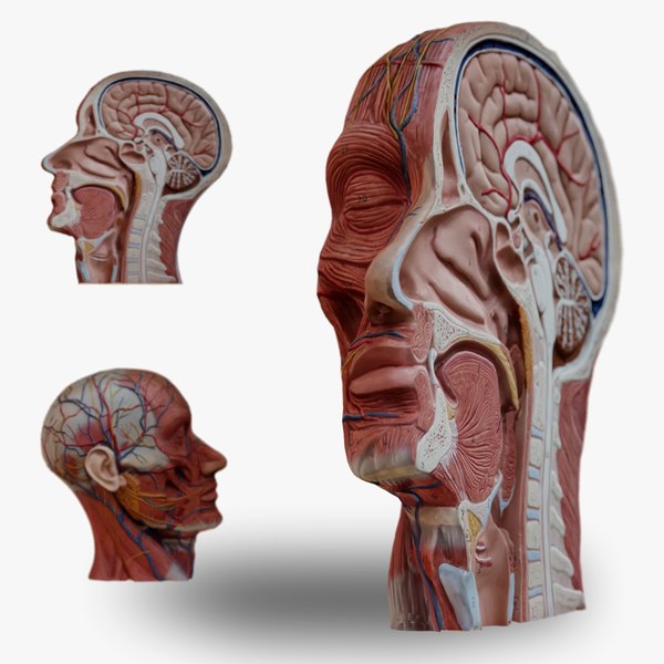 Anatomical Head Model 3D model TurboSquid 1997694