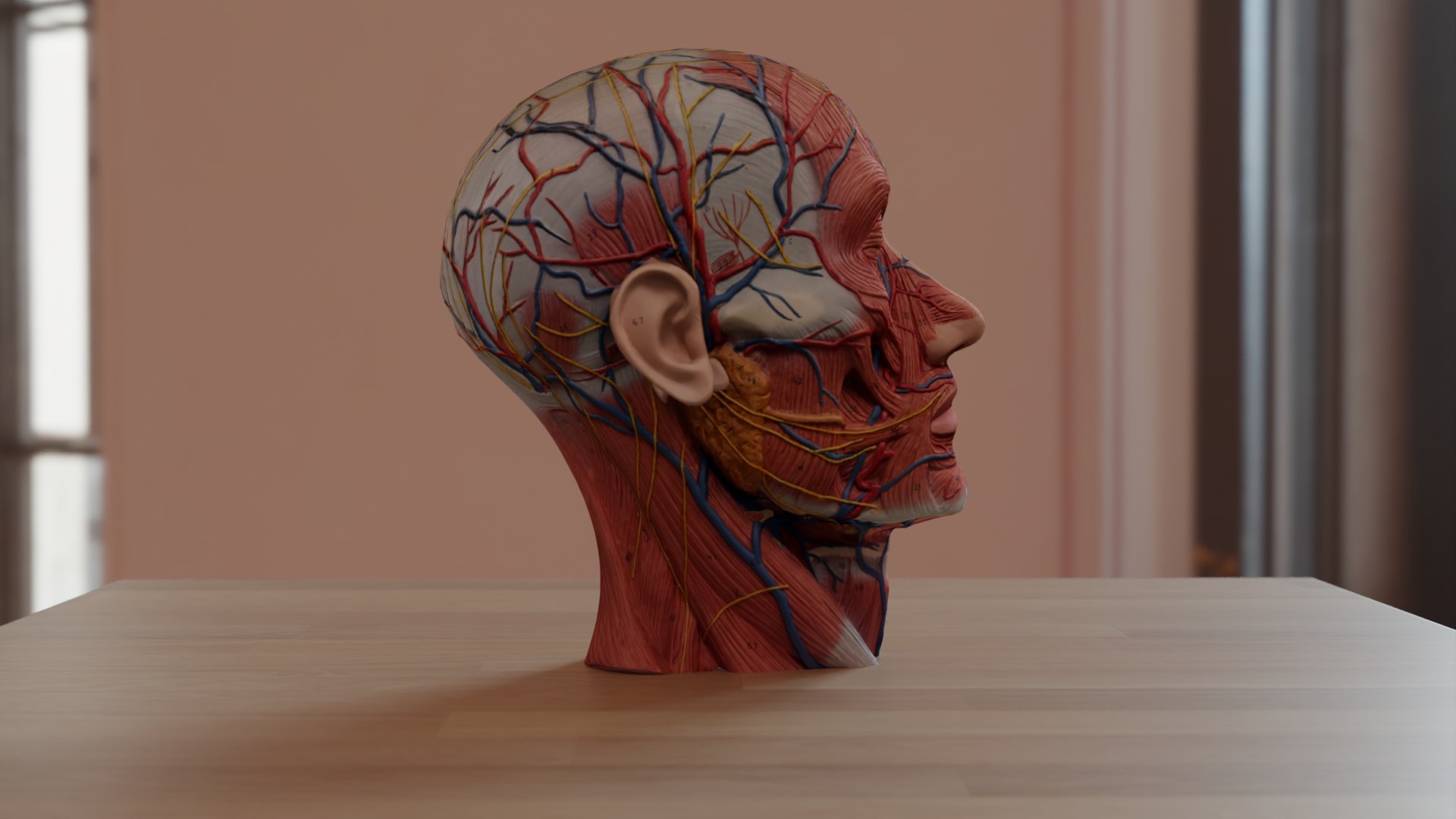 Anatomical Head Model 3D Model TurboSquid 1997694