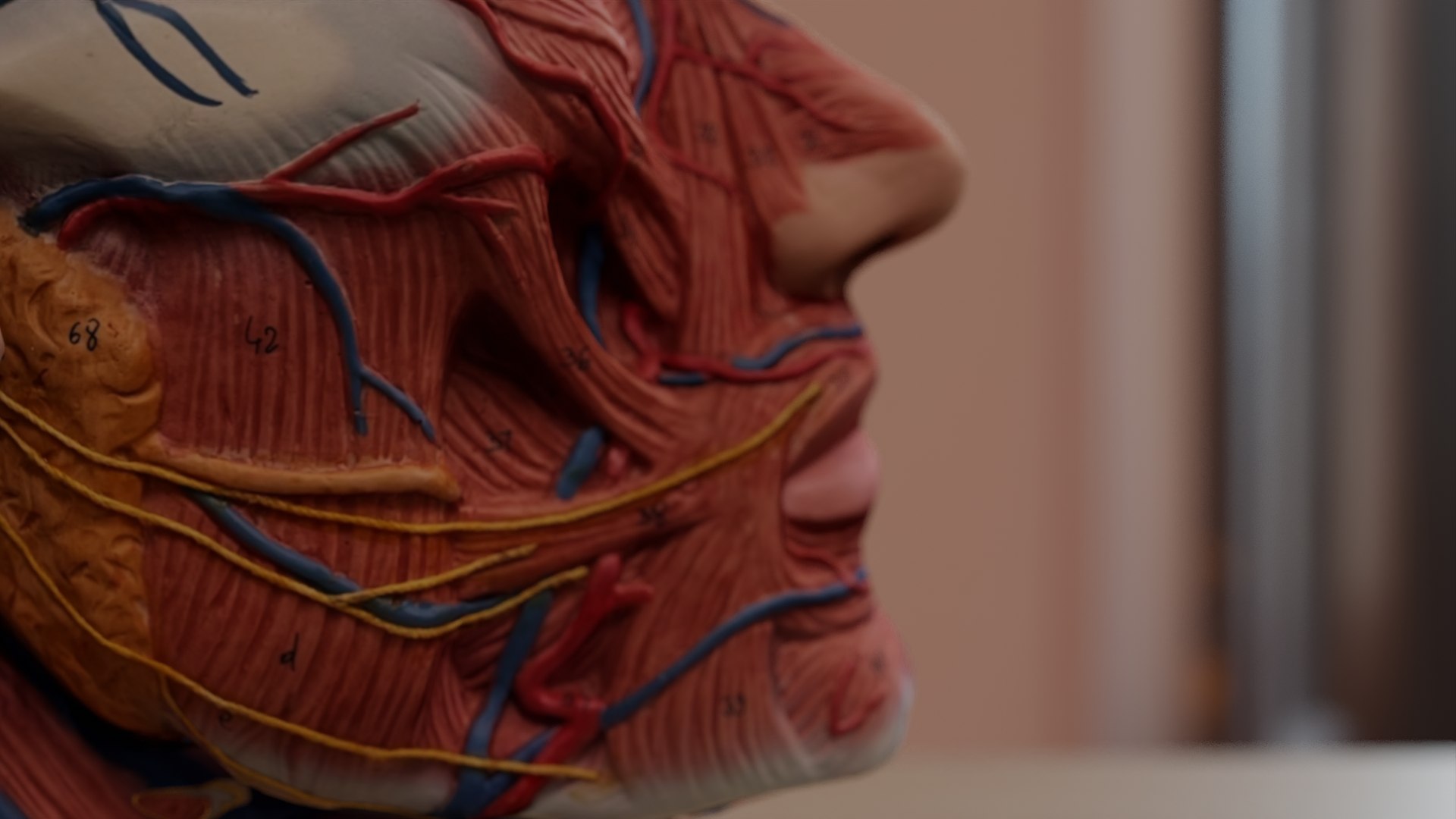Anatomical Head Model 3D model https://p.turbosquid.com/ts-thumb/JV/76gLUm/PJ/pic6/png/1670356331/1920x1080/fit_q87/ff8e9b64007633d140620ba2581623e2196b6b8f/pic6.jpg