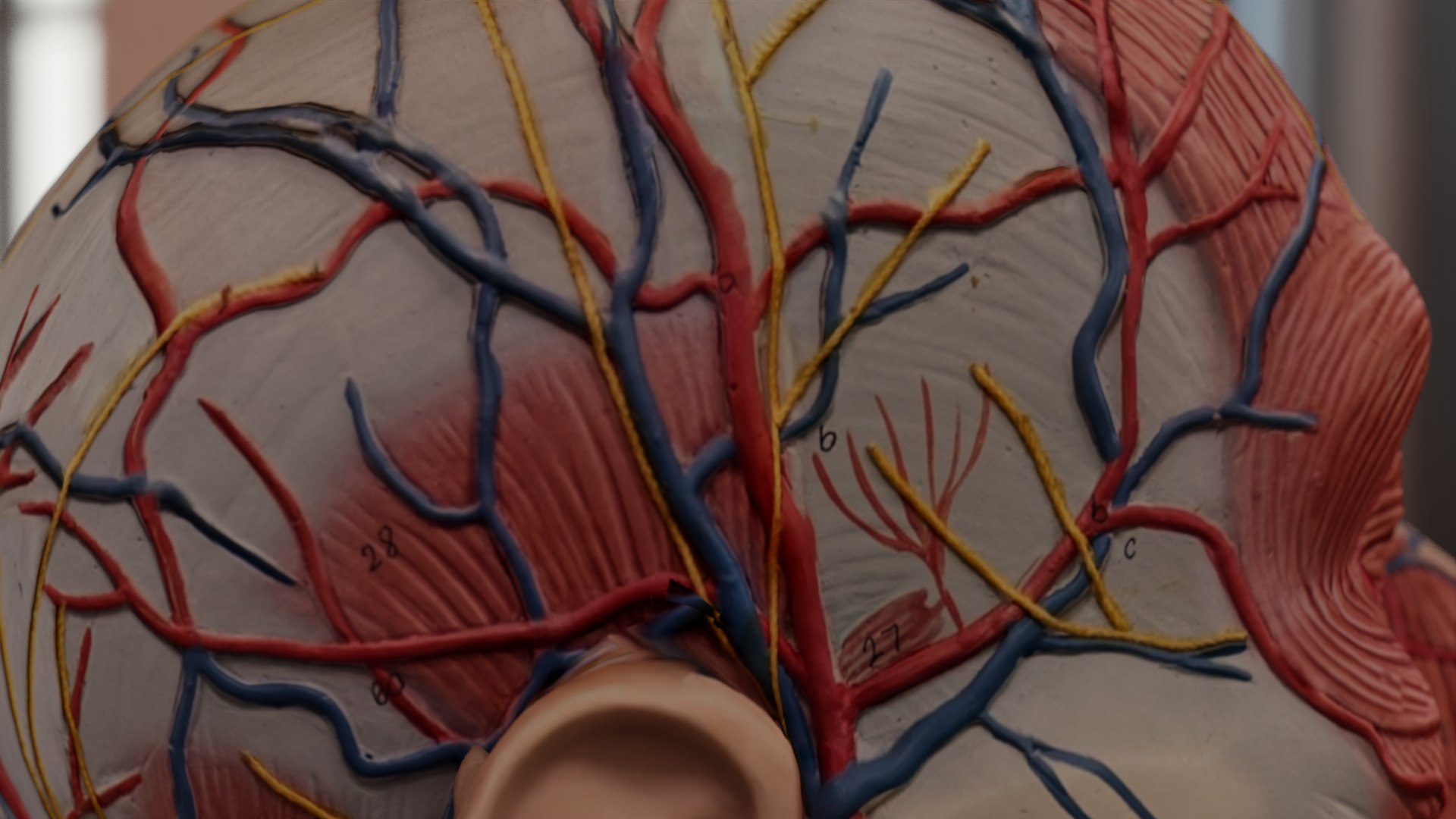 Anatomical Head Model 3D Model TurboSquid 1997694