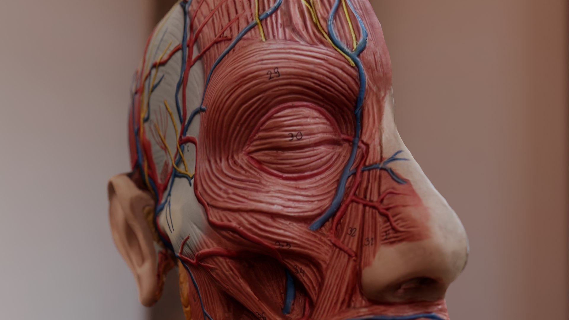 Anatomical Head Model 3D model https://p.turbosquid.com/ts-thumb/JV/76gLUm/Zr/pic7/png/1670356332/1920x1080/fit_q87/8f272dce80e727d9fbb58356ddd3f422edf46fe2/pic7.jpg