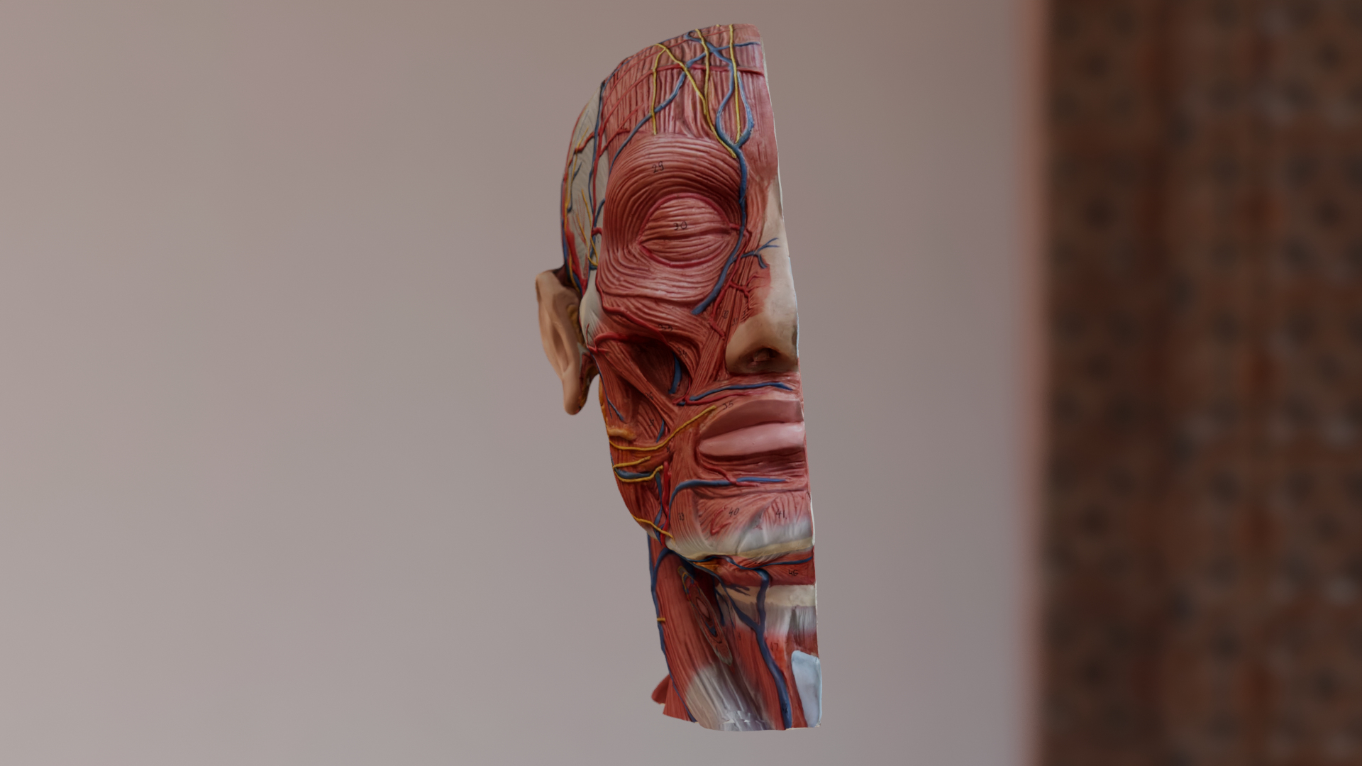 Anatomical Head Model 3D model https://p.turbosquid.com/ts-thumb/JV/76gLUm/f6/turn/png/1670356804/1920x1080/turn_fit_q99/14e35d56c0be34220effff0d3c321bb6d7a7c7c6/turn-1.jpg