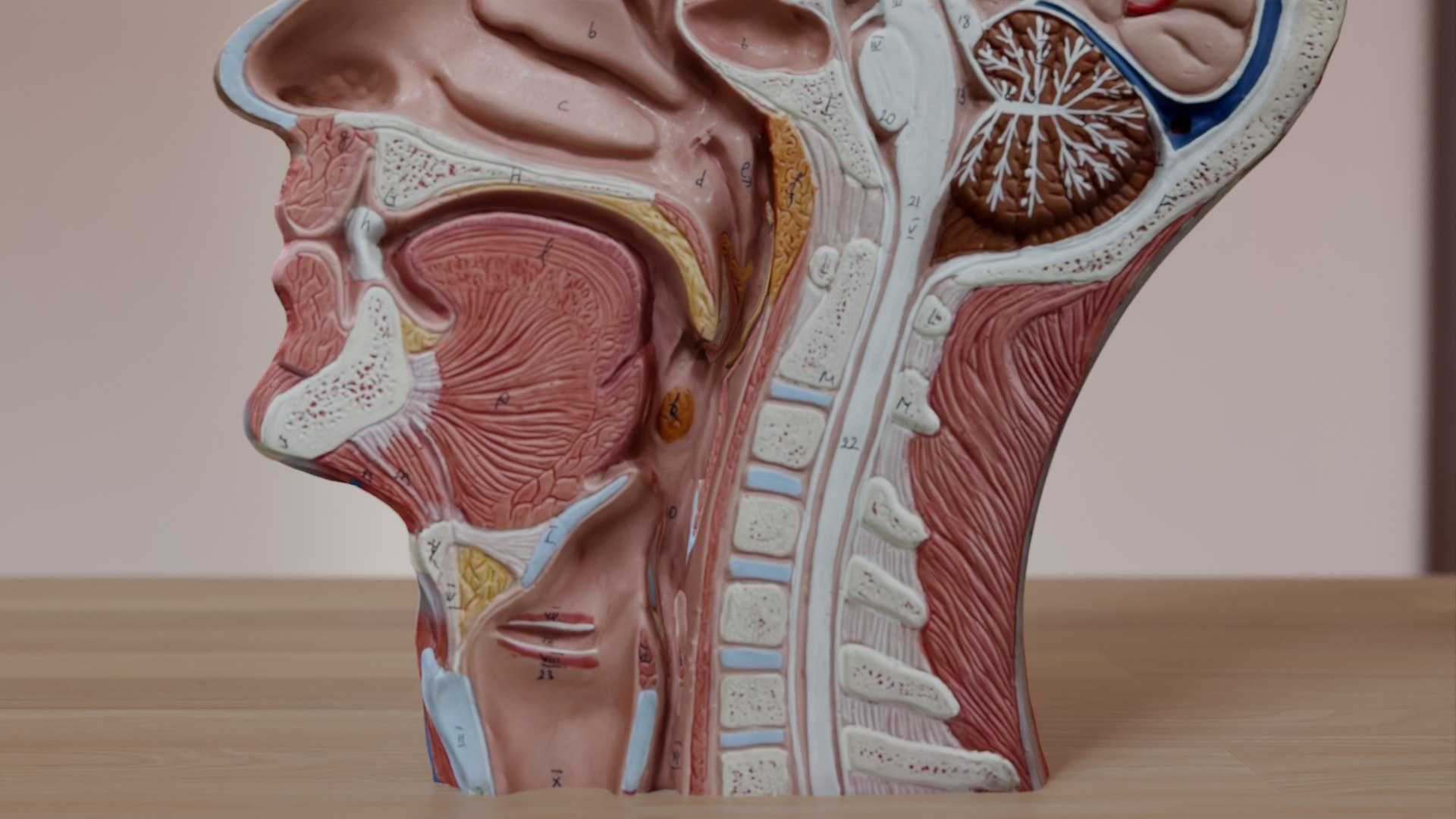 Anatomical Head Model 3D model https://p.turbosquid.com/ts-thumb/JV/76gLUm/sL/pic2/png/1670356329/1920x1080/fit_q87/632c034eb9927447c3b4f87ca5647c556eb6ec8c/pic2.jpg