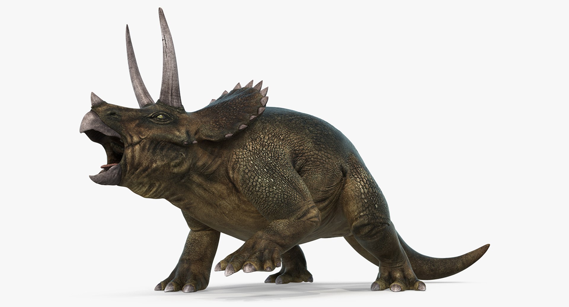 Triceratops Fighting Pose 3D model preview