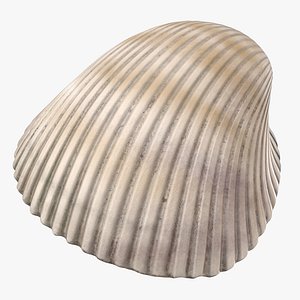 heart cockle shell 3d model