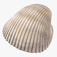 Heart Cockle Shell