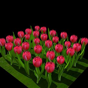 red tulip 3d model