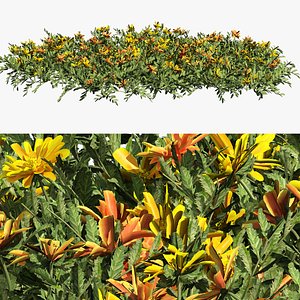 Marigold Tagetes Flowers 3D model
