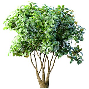 3D Outdoor garden plant tree Shrub