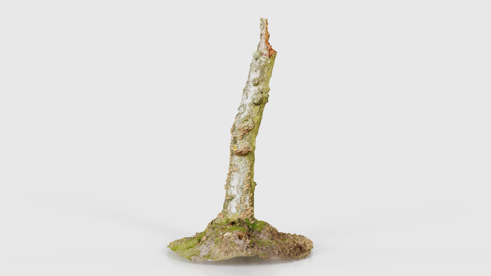 Cute Stump Bark Tree Remastered model https://p.turbosquid.com/ts-thumb/JV/LeqGSs/tE/cute_stump_bark_tree_z_turntable/jpg/1740409376/1920x1080/turn_fit_q99/7dfeb654a79d619293a00e8c3365bc5603d296c0/cute_stump_bark_tree_z_turntable-1.jpg