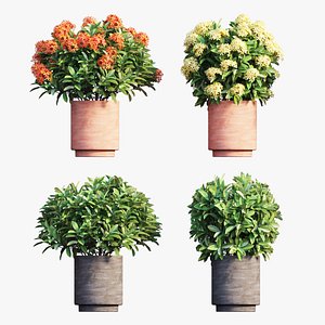 Ixora plant in pot 04 3D