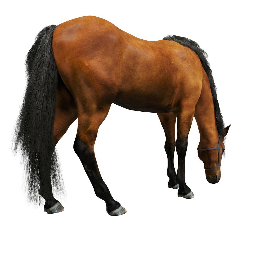 3D realistic horse https://p.turbosquid.com/ts-thumb/JV/ZcIngt/7iFjJWoS/004/jpg/1551870752/1920x1080/fit_q87/8f632188fc0bfdf7d2176104331f271115baf245/004.jpg