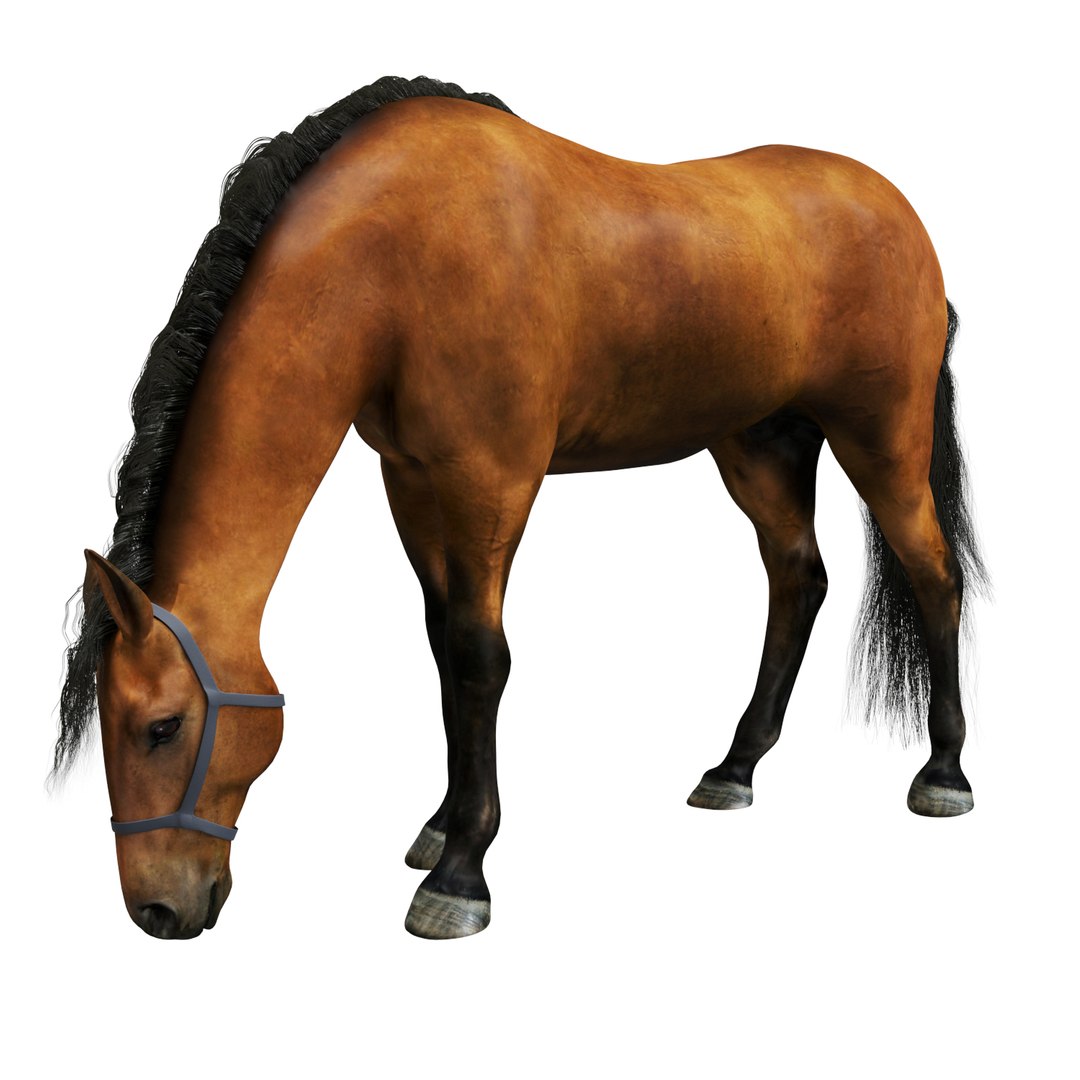 3D realistic horse https://p.turbosquid.com/ts-thumb/JV/ZcIngt/G8fIQT7z/003/jpg/1551870739/1920x1080/fit_q87/26c0b868a9a522c6f6d5c1a948ee15a9be1ad59e/003.jpg