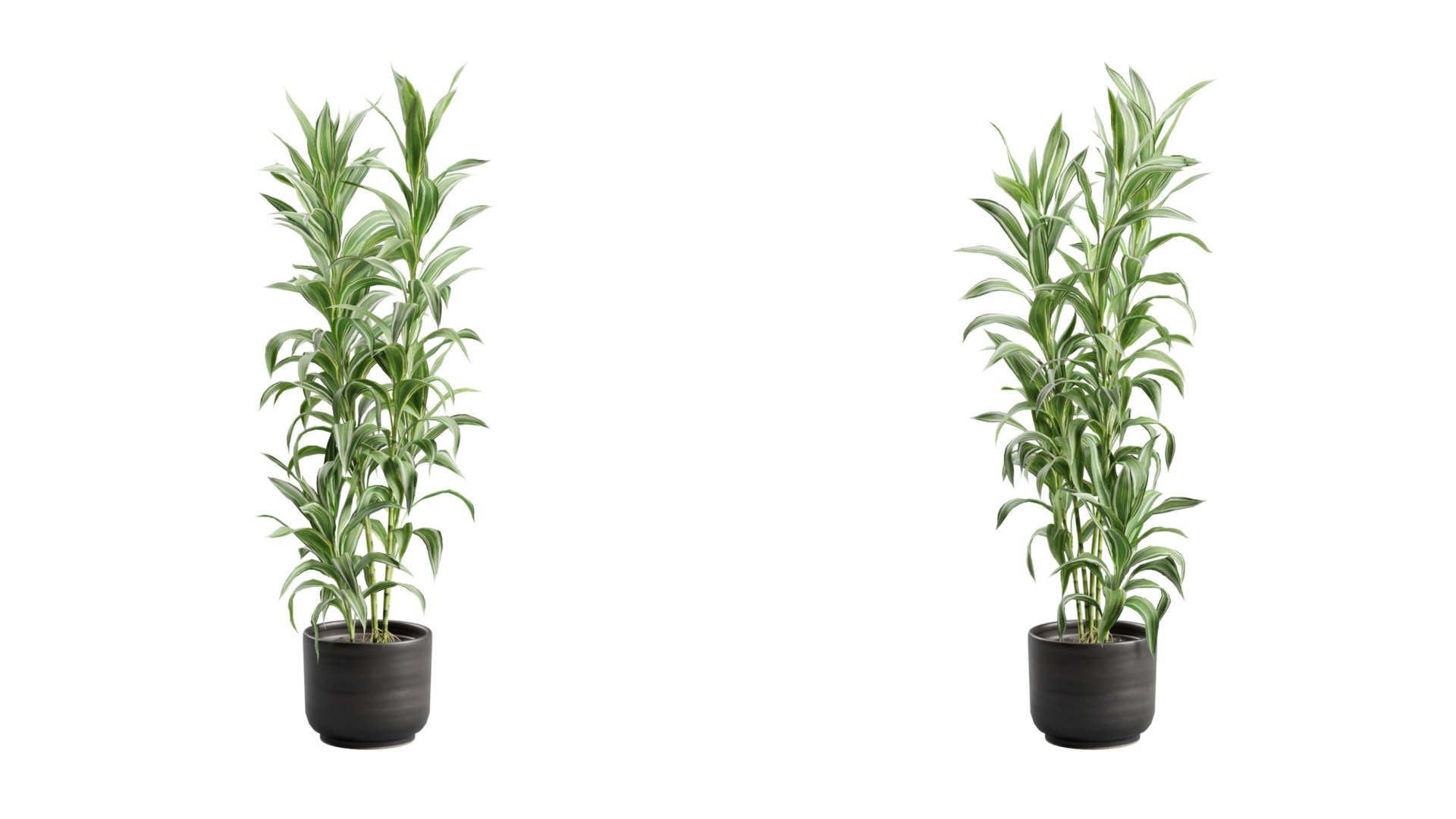 Dracaena Sanderiana Variegata in Dark Planter model https://p.turbosquid.com/ts-thumb/JV/hflM4R/E5/previewts03_0000/jpg/1753408664/1920x1080/fit_q87/6bee84ec37323d607f29e362273ca411ed8a5f32/previewts03_0000.jpg