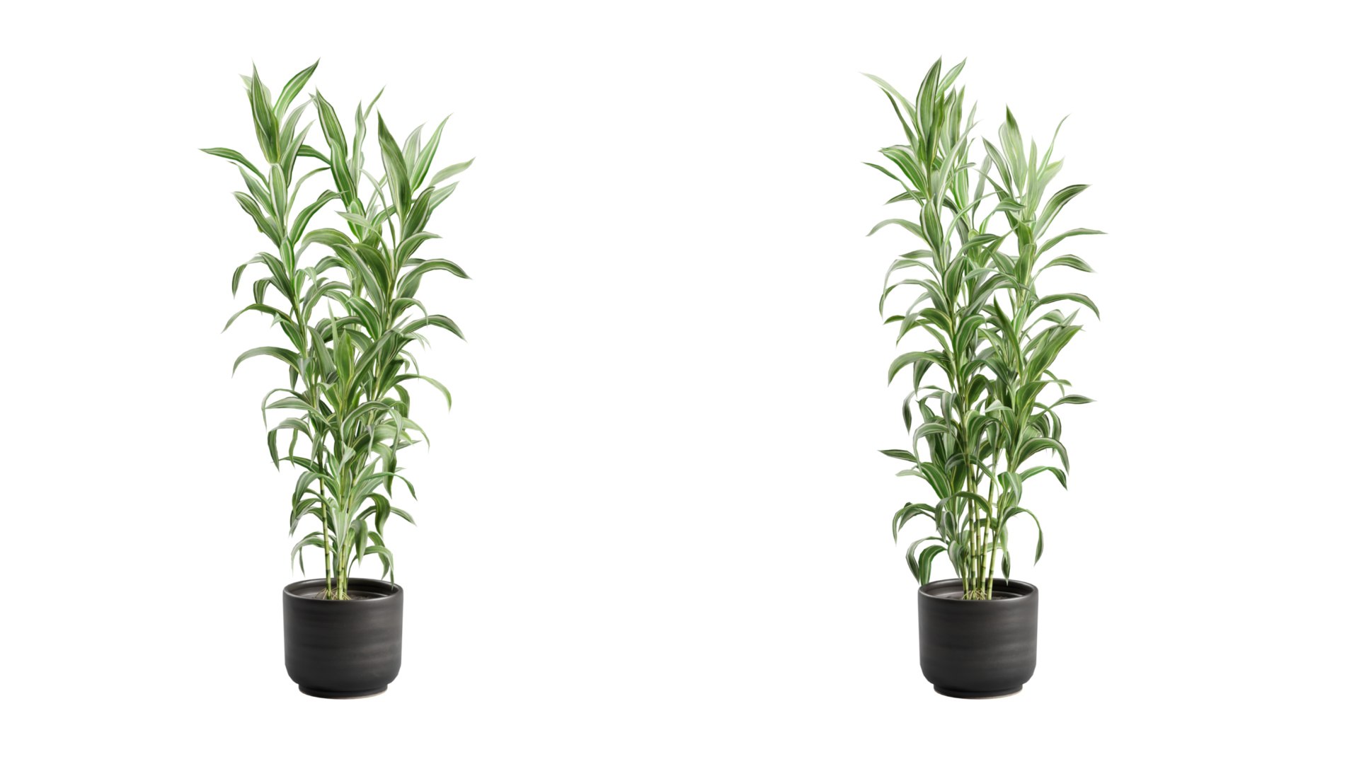 Dracaena Sanderiana Variegata in Dark Planter model https://p.turbosquid.com/ts-thumb/JV/hflM4R/HN/previewts05_0000/jpg/1753408665/1920x1080/fit_q87/bd5ab2fc21c5c87ba55cccfc860116d6e83299a7/previewts05_0000.jpg