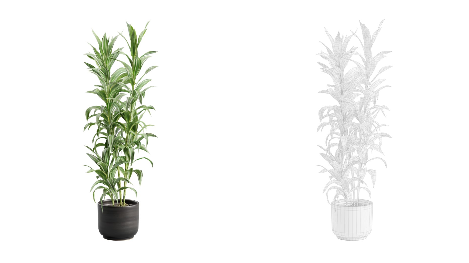 Dracaena Sanderiana Variegata in Dark Planter model https://p.turbosquid.com/ts-thumb/JV/hflM4R/XP/previewts02_0000/jpg/1753409357/1920x1080/fit_q87/20b08306ad257141266781c1083e861d369857a8/previewts02_0000.jpg