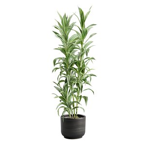 Dracaena Sanderiana Variegata in Dark Planter
