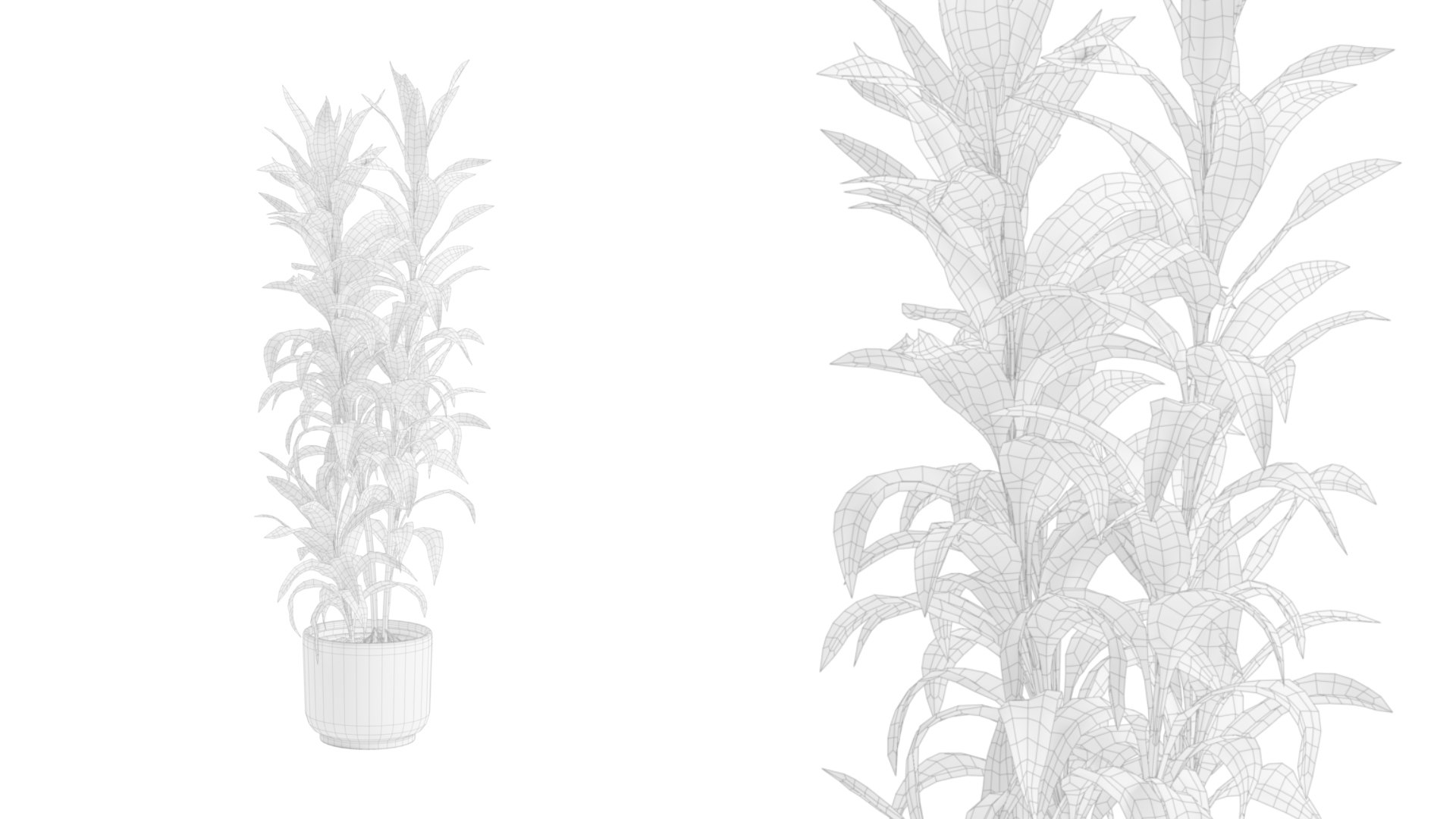 Dracaena Sanderiana Variegata in Dark Planter model https://p.turbosquid.com/ts-thumb/JV/hflM4R/f1/previewts01wire_0000/jpg/1753409357/1920x1080/fit_q87/4ac8e980a2200e62d7effef5489dd4f3444d3323/previewts01wire_0000.jpg