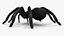 3D Black Tarantula model