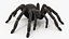 3D Black Tarantula model