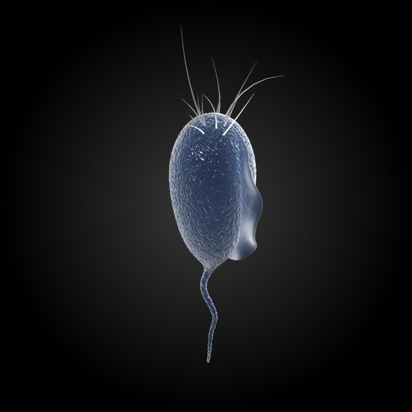 3d model microbes micro organisms