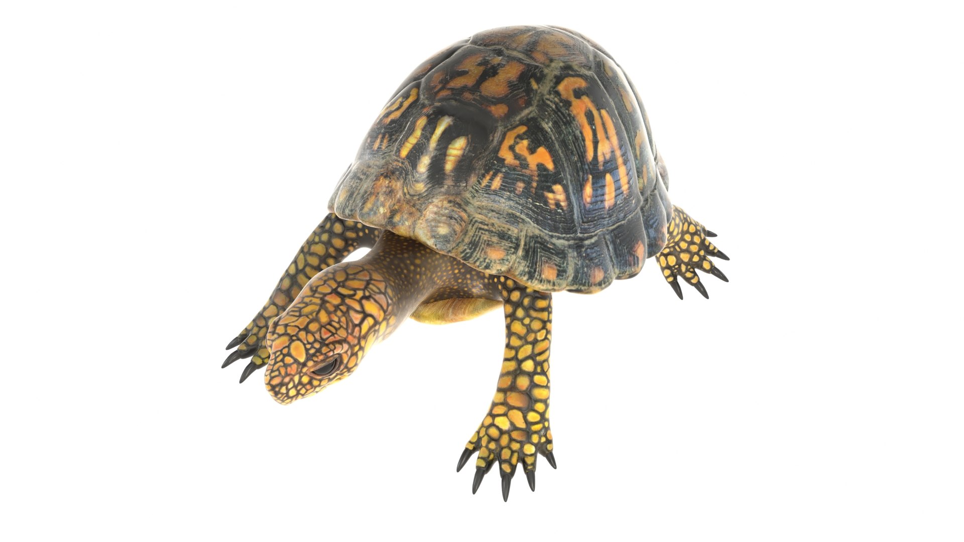 Tortoise Rig 3D Model - TurboSquid 1706949