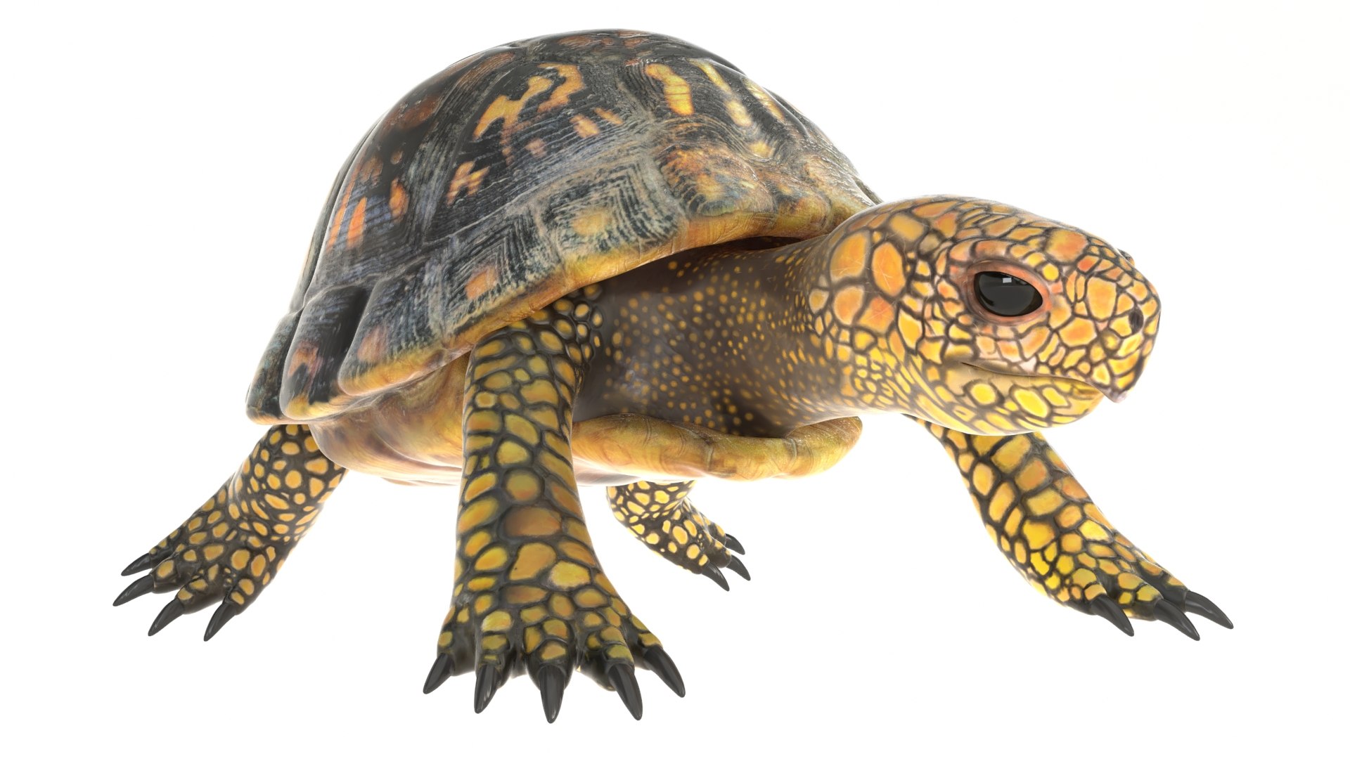 Tortoise Rig 3D Model - TurboSquid 1706949