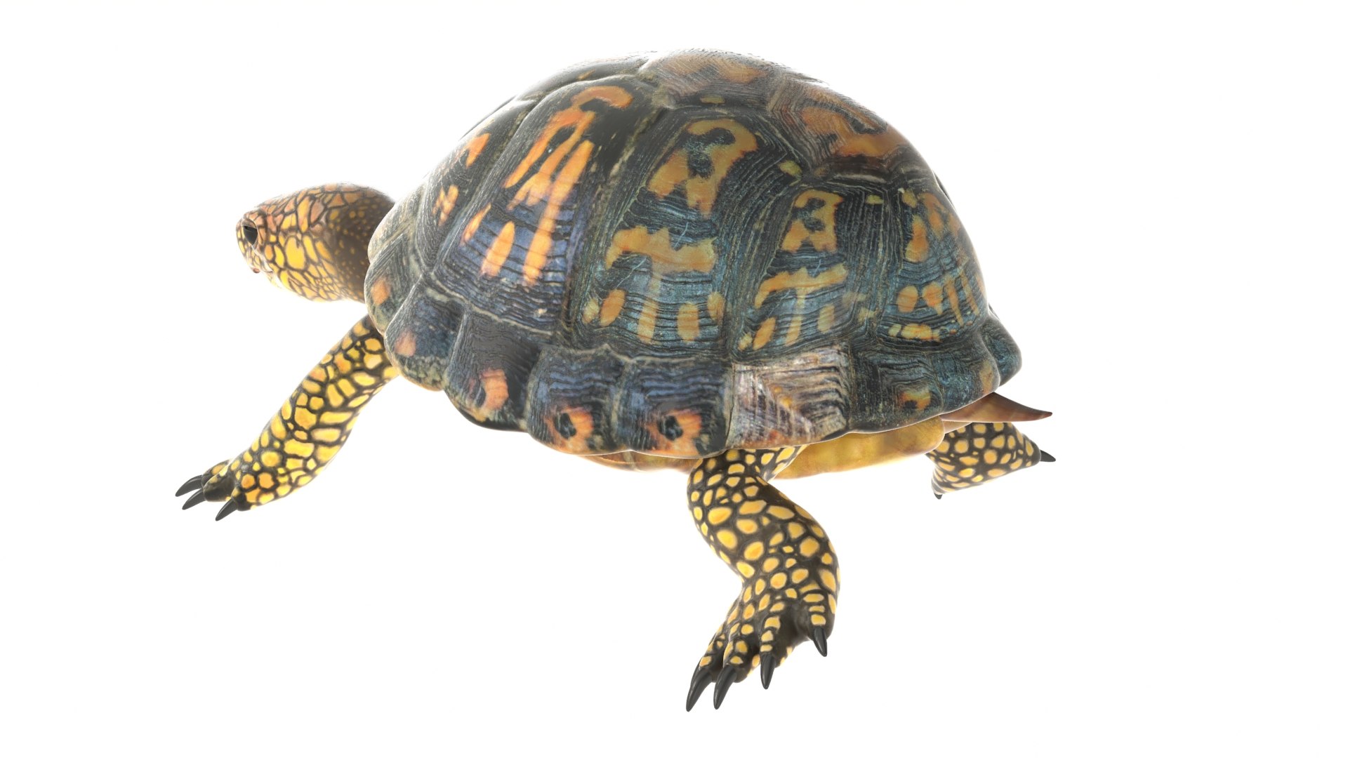 Tortoise Rig 3D Model - TurboSquid 1706949