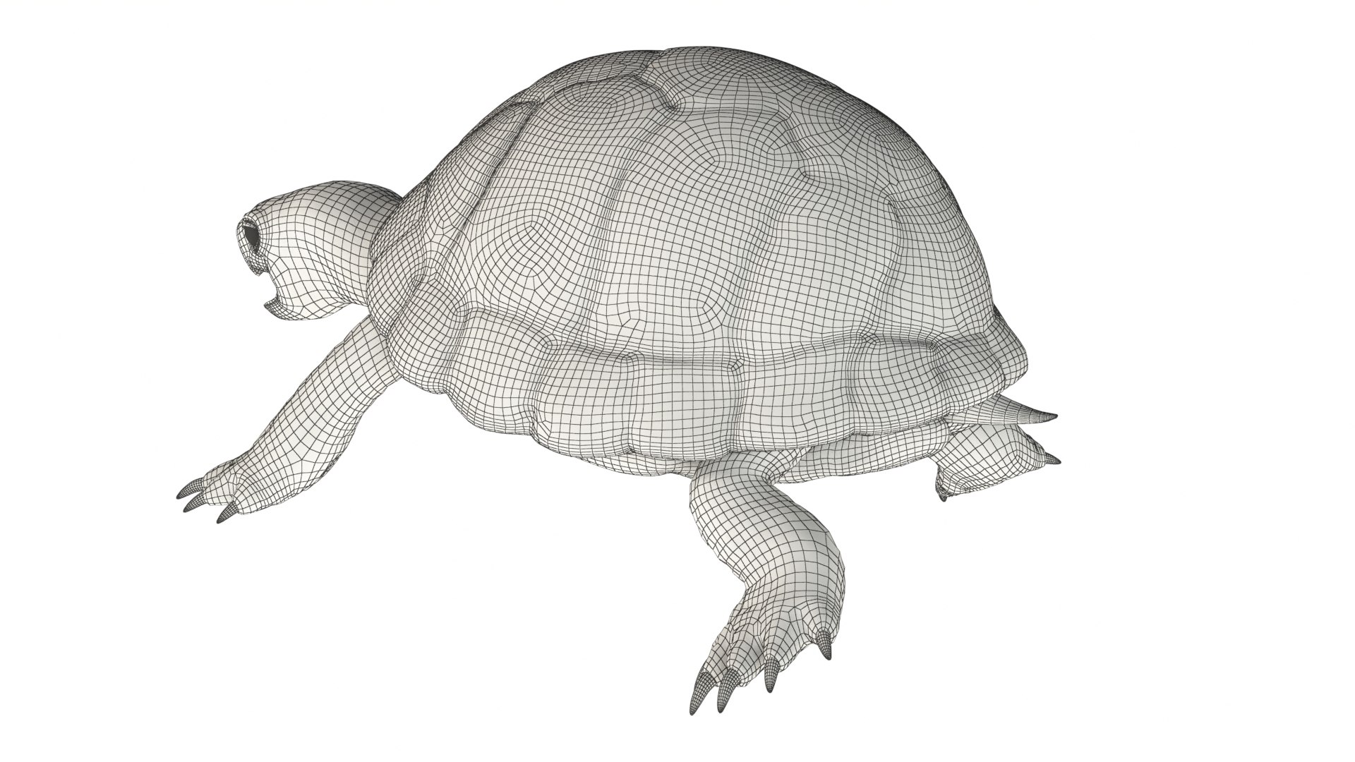 Tortoise Rig 3D Model - TurboSquid 1706949