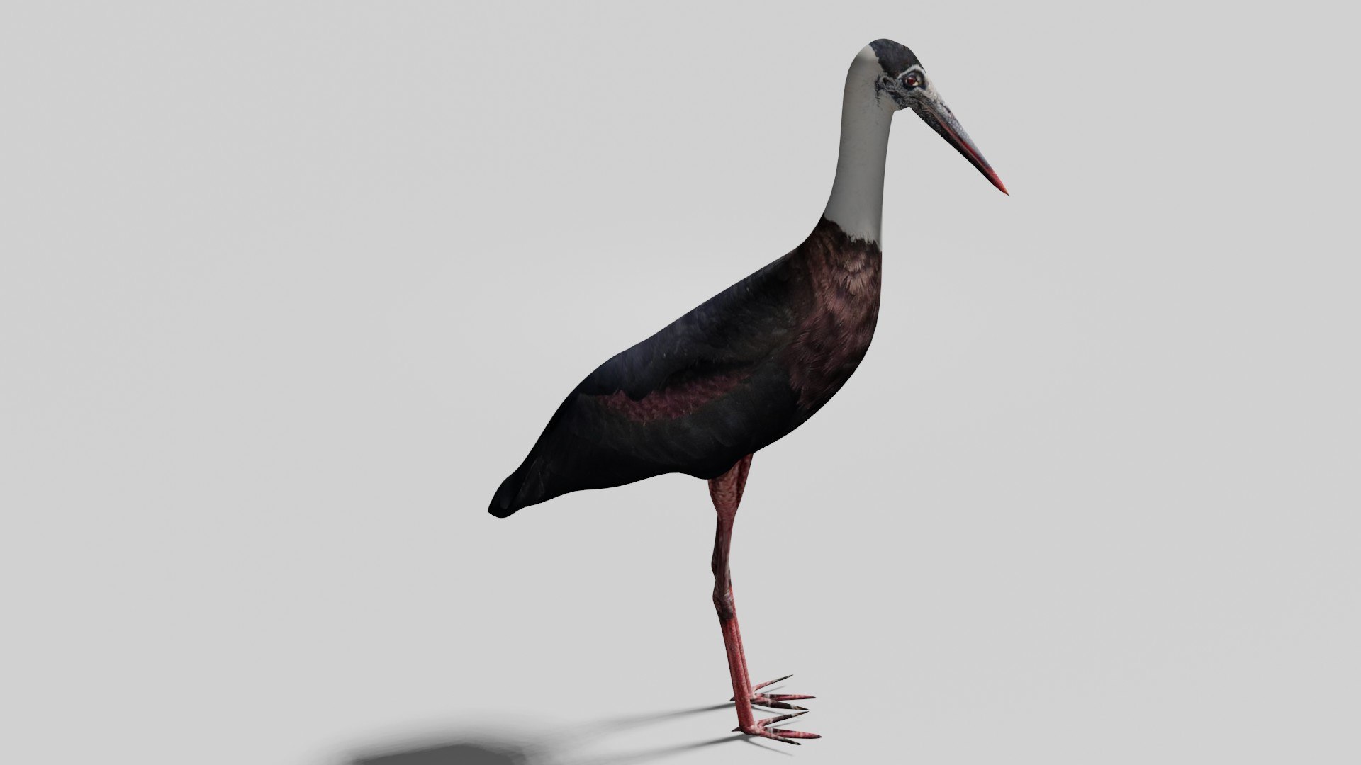 2xPack Stork obj Kiwi obj plus Blend model https://p.turbosquid.com/ts-thumb/JV/vCnWM7/A3/3/jpg/1709542364/1920x1080/fit_q87/1feecf8207414b849bbe1cde73f176c9ad8f065c/3.jpg