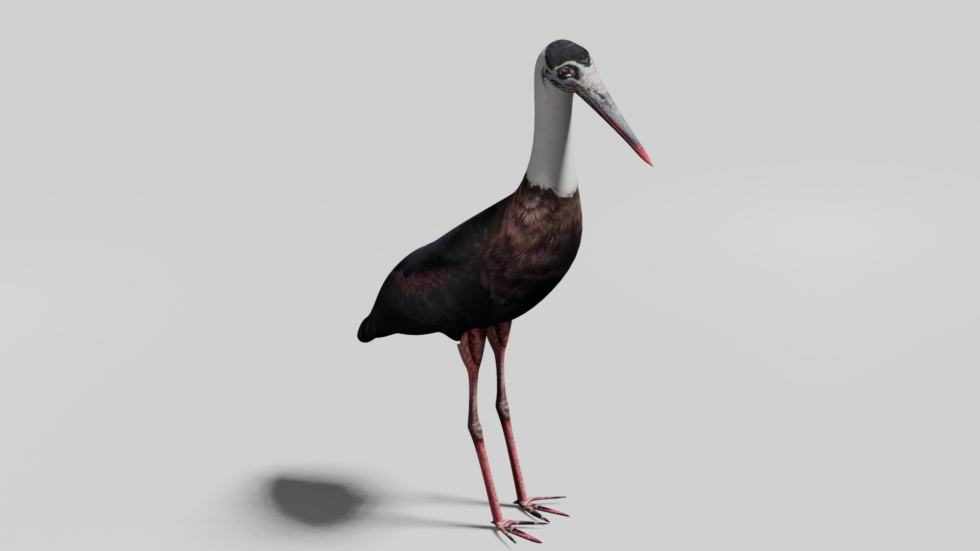 2xPack Stork obj Kiwi obj plus Blend model https://p.turbosquid.com/ts-thumb/JV/vCnWM7/vz/1/jpg/1709542364/1920x1080/fit_q87/185b20dbcf1ed9bac54ac2d406351d00c62b130f/1.jpg