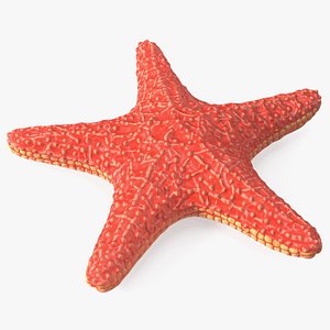 Sea Star Marine Invertebrate Red 3D model