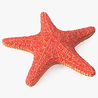 Sea Star Marine Invertebrate Red