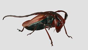 3D Cockroach model