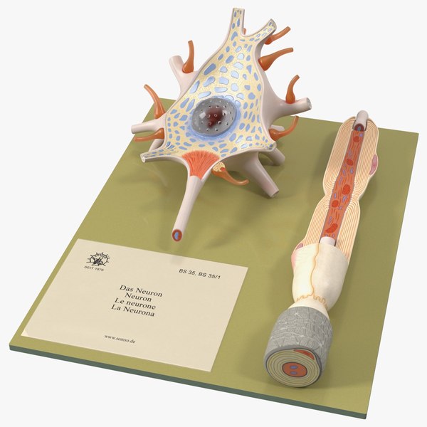 Human Neuron Model Cross-Section on Stand model