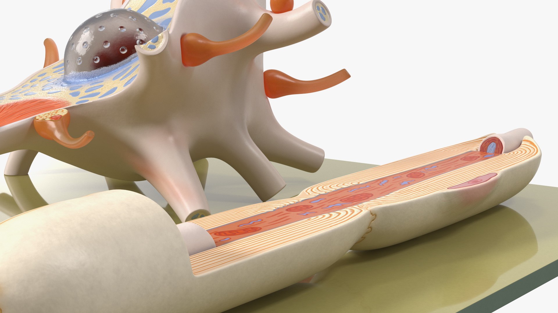 Human Neuron Model Cross-Section On Stand Model - TurboSquid 2059810