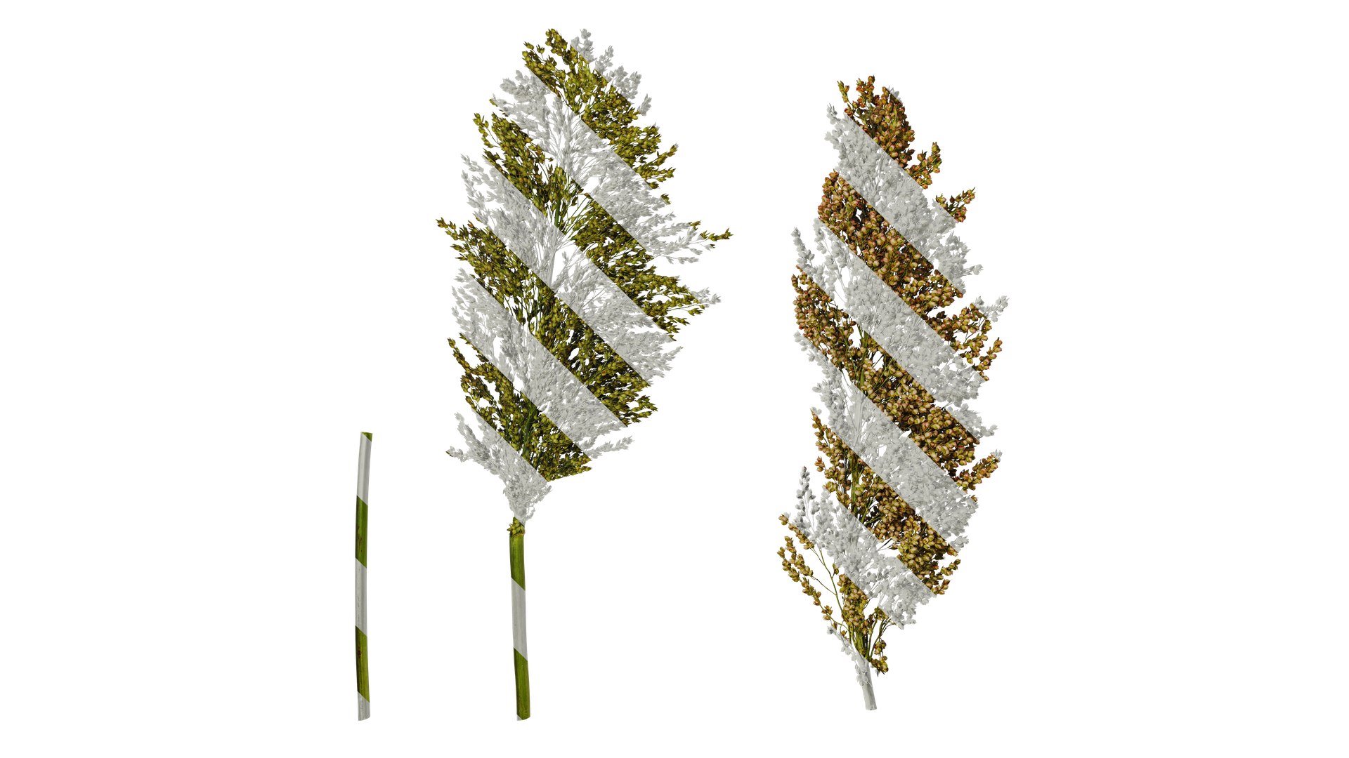 Anydrafts Sorghum Bicolor Fruit 05 Textures - TurboSquid 2350369