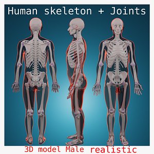 skeleton and Joints  system skeletal  system complete human body anatomy male anatomy 