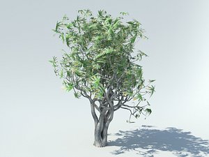 aloe bainesii 3D model