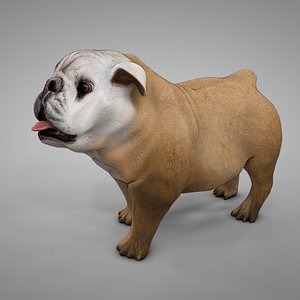 British Bulldog ocher with white and brown spots L252