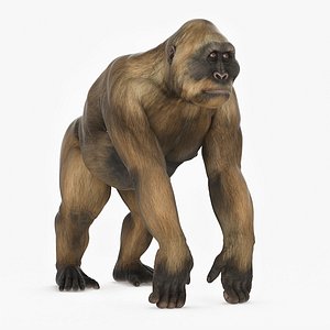 Big Ape Gigantopithecus Stands on Four Limbs